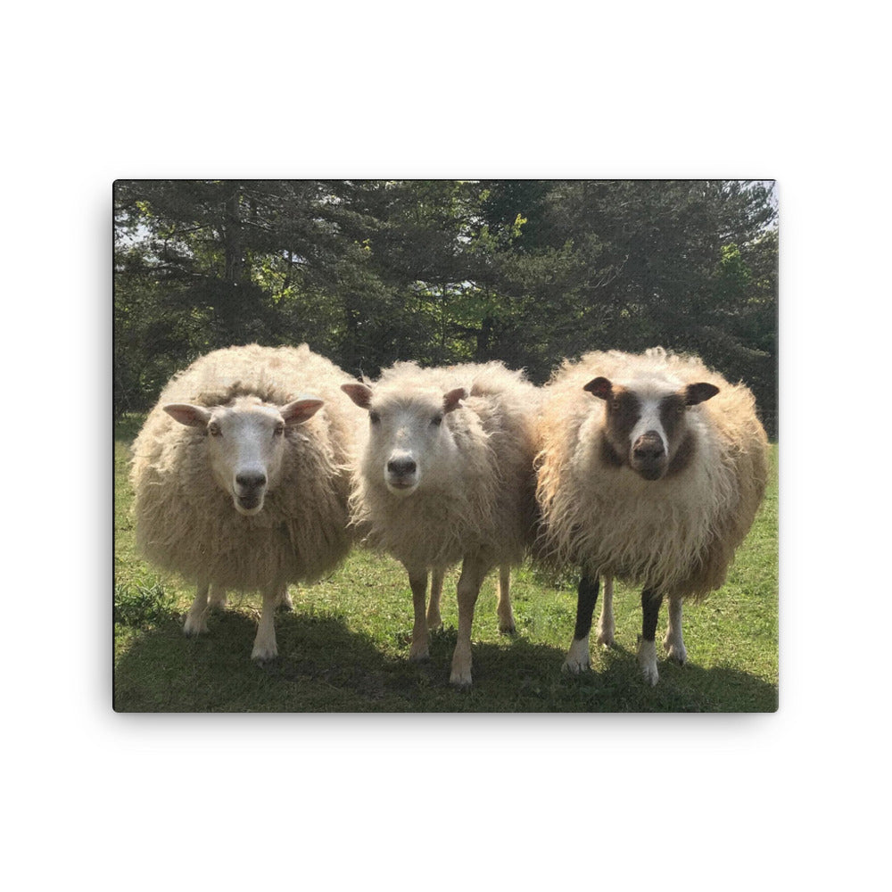 Canvas - Sheep Trio